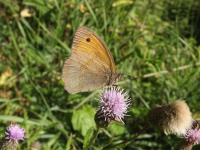 zwierz_242