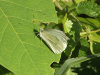 zwierz_249
