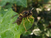zwierz_264