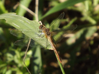 zwierz_267