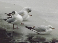 zwierz_387