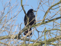 zwierz_424