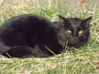 zwierz_473