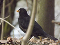 zwierz_476