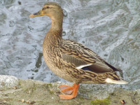 zwierz_482