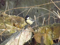 zwierz_489