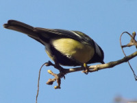 zwierz_491