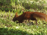zwierz_506
