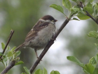 zwierz_511
