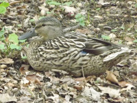 zwierz_518