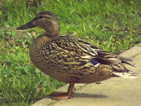 zwierz_519