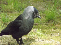 zwierz_521