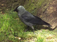 zwierz_522