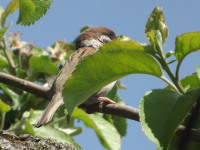 zwierz_529