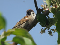 zwierz_531