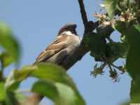 zwierz_532