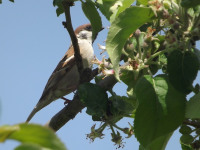 zwierz_533