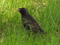zwierz_537