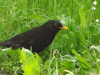 zwierz_538
