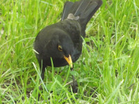 zwierz_539