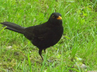 zwierz_541