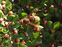 zwierz_544