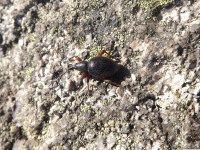 zwierz_547