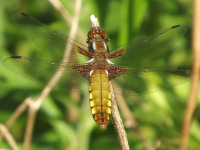 zwierz_555
