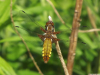 zwierz_556
