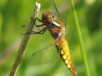 zwierz_557