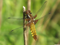 zwierz_558
