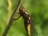 zwierz_559
