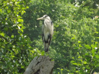 zwierz_566
