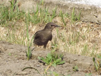 zwierz_567