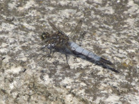 zwierz_572