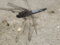 zwierz_574