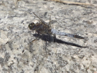 zwierz_575