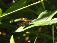 zwierz_576