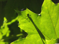 zwierz_577