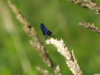 zwierz_578