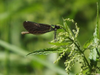 zwierz_579