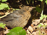 zwierz_584