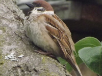 zwierz_593