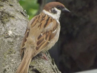 zwierz_594