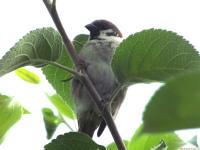 zwierz_595
