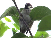 zwierz_599