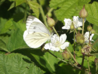 zwierz_602