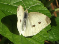zwierz_603