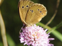 zwierz_604