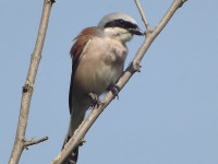 zwierz_606